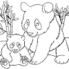 Their lifestyle is unhurried and calm, the bear itself is very lazy. 1