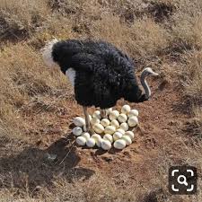 Birds That Lay Blue Eggs On The Ground Pin On Animali