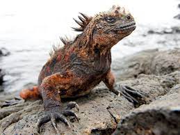 The galapagos islands have a low biodiversity (that is, few animal species), because the islands are 600 as a result, animals of the galapagos islands are species whose ancestors were already well. 14 Unique Animals Of The Galapagos Islands