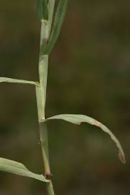 Image result for Digitaria compressa