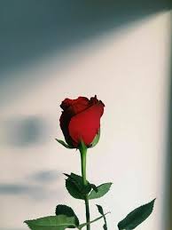 Bom Dia Fotografia Vermelha Rosas Vermelhas Ideias Instagram Red rose flowers dewdrops rosas vermelhas wallpaper. fotografia vermelha rosas vermelhas