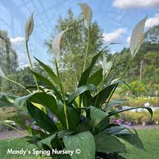 Image result for Spathiphyllum