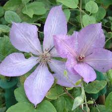 Clematis 'maria louise jensen' not available: Clematis Margaret Hunt 2 5l Pot 19 99