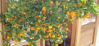 Soil is the growing medium, not the nutrition source. Growing Citrus In Containers