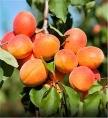 Jetzt apricot ganz einfach bei douglas bestellen und 2 gratisproben sichern! The Ultimate Guide To Growing Apricots Chris Bowers