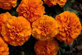 Image result for tagetes)