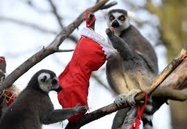 首圖故事 一隻狐猴從聖誕大餐中抬起頭來 london zoo koala bear london country