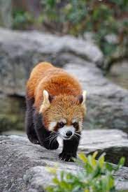 Red Panda Facts All About Red Pandas Red Panda Panda Art Panda Facts
