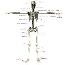 L1, l2, l3, l4, and l5. Bone Names Skeleton Stock Illustrations 68 Bone Names Skeleton Stock Illustrations Vectors Clipart Dreamstime