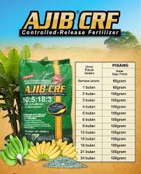 Selain lima manfaat dan kegunaan npwp seperti yang telah disebutkan di atas, tentu saja kepemilikan npwp berguna untuk membantu anda mengurus segala hak dan kewajiban dalam administrasi. Baja Pokok Pisang Buah Berat 25kg Shopee Malaysia