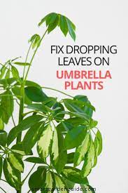 Why Is My Umbrella Plant Schefflera Dropping Leaves Smart Garden Guide Umbrella Plant Umbrella Plant Care Plants