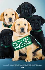 Game Of Thrones смотреть онлайн на английском с английскими субтитрами First Look Pick Of The Litter Documentary Premiering At Sundance Filmmaker Interview With Dana Nachman Trailer Pickofthelitter Sundance With Images Puppy Find