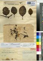 Image result for Agelanthus sansibarensis