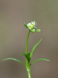 Image result for Sagina