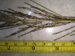 Image result for Sporobolus natalensis