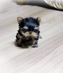 Micro Teacup Puppies For Sale Cute Puppies Cute Animals Cute Dogs And Puppies Teacup Puppies
