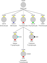 cluster of differentiation wikipedia