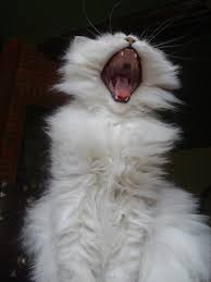 Shibuya Sakura 2005 In 2020 Crazy Cats Cat Yawning Cats