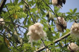 Image result for Ceiba pentandra