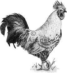 Black And White Hen Easter Eggers Chicken Rooster Stock Art Illustration Rooster Illustration Chicken Illustration Black And White Chickens