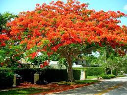 Orange flowered trees in south florida. Royal Poinciana Tree Florida Trees Tropical Landscape Design Flowering Trees