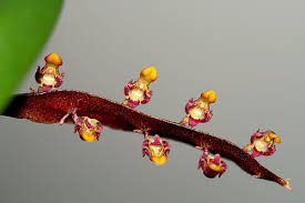 Image result for Bulbophyllum falcatum