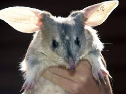 Bilby Cute Rabbit Like Animal From Australia Weird Animals Animals Beautiful Endangered Animals