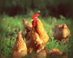 Glossary Of Chicken Terms Types Of Chickens The Old