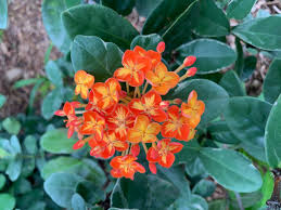 Image result for Ixora praetermissa