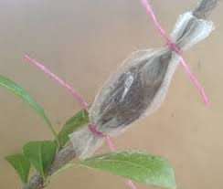 Pokok anggur berbuah di dalam pasu youtube. Tanam Pokok Buah Dalam Pasu Teratak Maya Tempatku Lepak