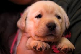 It'll make a marvelous pet and cost next to nothing after it's spayed/ neutered. How To Train A Labrador Retriever Puppy Milestone Timeline American Kennel Club