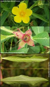 Image result for Ludwigia stenorraphe