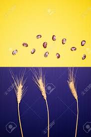 Want to discover art related to purple_aesthetic? Raw Red Beans With Wheat On Yellow And Purple Background Aesthetic Stock Photo Picture And Royalty Free Image Image 155938693