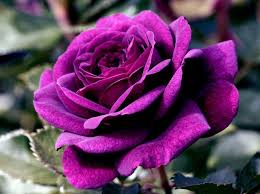 22 atna novice 99 10; Dragon Roses Google Search Hybrid Tea Rose Gambar Bunga Mawar Cantik