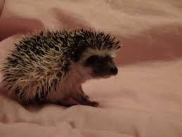 Hedgehogs For Sale Hoobly Classifieds Hedgehog Pet Baby Hedgehogs For Sale Hedgehog For Sale