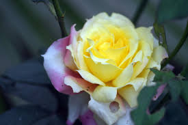 Maybe you would like to learn more about one of these? Foto Stok Gratis Tentang Daun Bunga Mawar Hijau Tua Mawar Kuning
