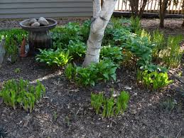 However over the winter they would be grazed at the end of the season is also a good time to do tool maintenance. How And When To Divide Perennials Umn Extension