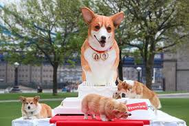 Check spelling or type a new query. Corgi Cake World S Largest Canine Cake With Three Corgis The King S Speech Stars Corgi Puppy Lover Worlds Biggest Dog