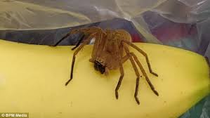 A brazilian wandering spider's bite can lead a man or woman to nearly death bed if, not treated immediately. Man Finds One Of World S Deadliest Spiders In Bananas Daily Mail Online