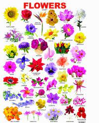 Outside their natural habitat which makes it all the more important to protect the natural habitats of these strange looking flowers before. World Environment Day 2020 Flower Names Indian Flower Names Flowers Name In English