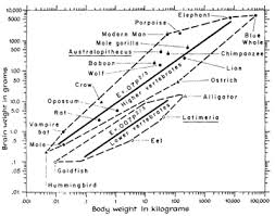 Comparative Mammalian Brain Collections Related Websites