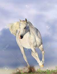 White Arabian Horse Running In Dust Stock Photo Picture And Royalty Free Image Image 14572846