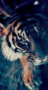 Awesome Iphone 7 Wallpaper Hd 476 Animals Tiger Photography Animals Beautiful