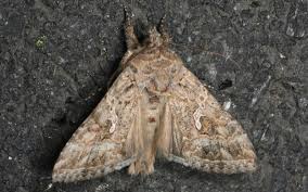 「イラクサギンウワバ」の画像検索結果