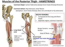 Related online courses on physioplus. Posterior Thigh Knee And Popliteal Fossa L19 Flashcards Quizlet