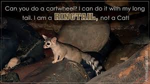 When susan manley found him, he was a. Cool And Quirky Facts About The Interesting Ring Tailed Cat Animal Sake
