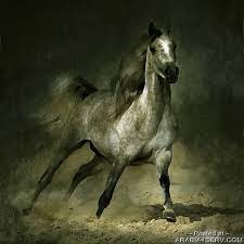 مدونة شريف نزيه أكبر و أجمل صور للخيول العربيه 2013 horses pretty horses horse pictures