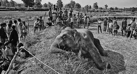 Striking Photographs From The Man-Elephant Conflict In India's Coal Belt | Homegrown India