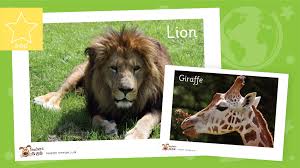 Check spelling or type a new query. Teacher S Pet African Animals Photo Pack 1