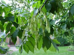 The food and nutrition act of 2008 (the act) states that snap households may use snap. Frequently Asked Questions About Emerald Ash Borer Nebraska Forest Service